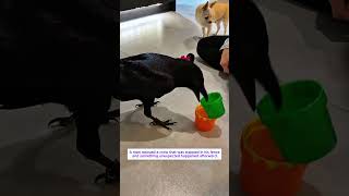Rescued Crow #animals
