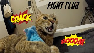 Cat fight  Nala vs Dean