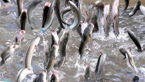 ĐỘC LẠ CÁ LÓC BAY Ở CỒN SƠN - CẦN THƠ