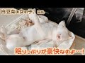 白豆柴の女の子、眠りっぷりが豪快なのよ...!