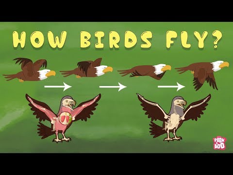 How Birds Fly? - The Dr. Binocs Show | Best Learning Videos For Kids | Peekaboo Kidz