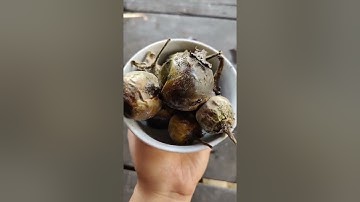 món Lạp cá trê ta của người thái tây bắc | độc lạ tây bắc