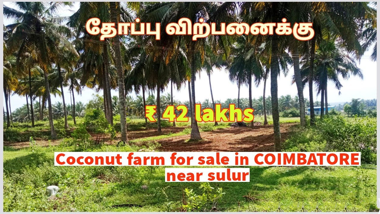 அருமையான தோப்பு விற்பனைக்கு / coconut farm for sale in COIMBATORE sulur