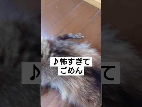 ご先祖様の毛皮が、可愛いくてごめん…とは決して言えない件　昭和レトロ雑貨　#shorts　