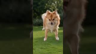 Calm Dog Turns Crazy in 1 Second 😂🐶 #shorts