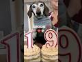 #dachshund #dog #petlover #shorts