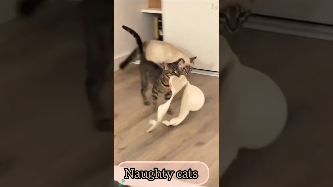 ⁣Funniest Cats Ever 🤣 | Viral Cat Compilation 2025#funny #catvideos #cat #funnycat