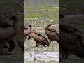 Sabbat Brokkie [114] 13 Maart 2026 | Voed Jou Geestelike Honger