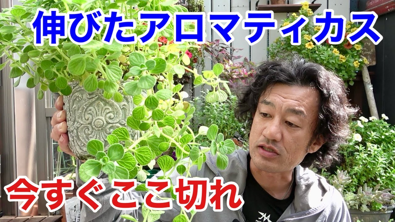 【お急ぎください】寒さに弱いアロマティカスを切り戻す場所　　　【園芸超人カーメン君】