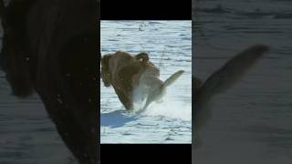 A lone wolf could never have hunted such a bountiful harvest on its own. #wildlife #animals