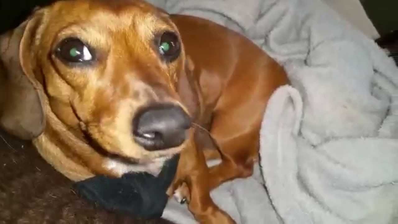 Adorable dachshunds howling YouTube
