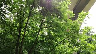 Liniștea Din Mijlocul Orașului