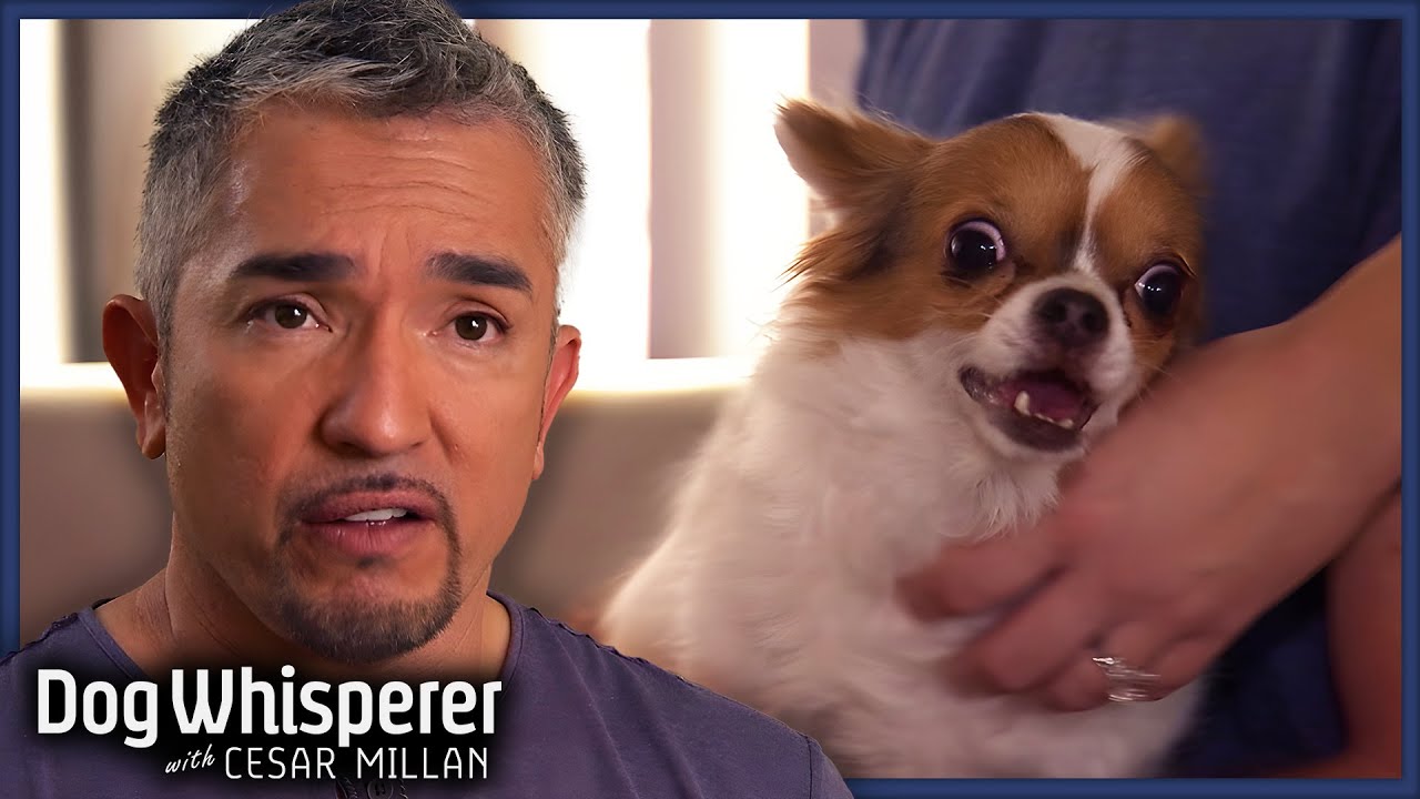 Tiny Dog's Jealous Rage Tears Marriage Apart! | Full Episodes | Dog Whisperer With Cesar Millan