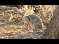 Before It's Too Late - Mini Marsupials