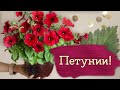 ЗЕЛЕНЫЙ СЕЗОН 23 - петунии, газон и автополив | Masherisha