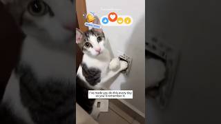 Cats Being Hilariously Dumb 😹 | Short Fails Compilation