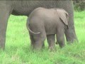 Amboseli Baby Boom