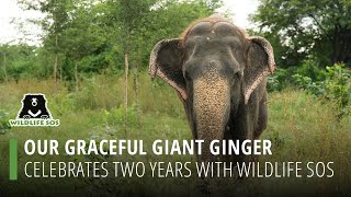 Our Graceful Giant Ginger Celebrates 2 Years With Wildlife Sos!