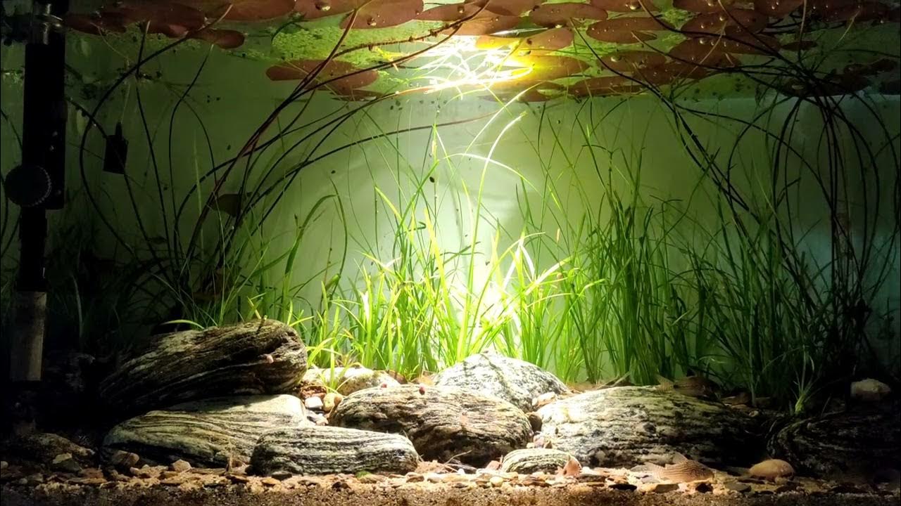 Biotope aquarium with corydoras, tối giản nhất. YouTube