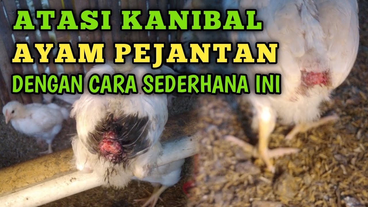 Cara Mengatasi Ayam Pejantan Kanibal