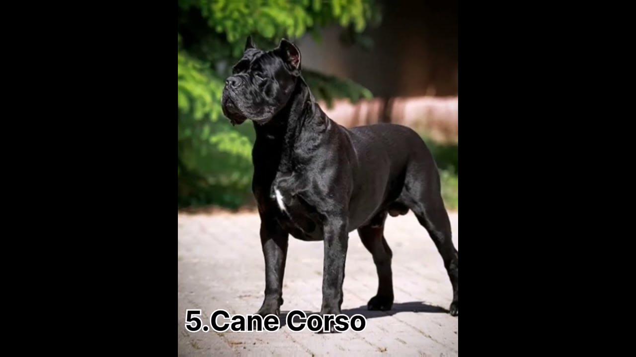 top-10-most-dangerous-dogs-youtube