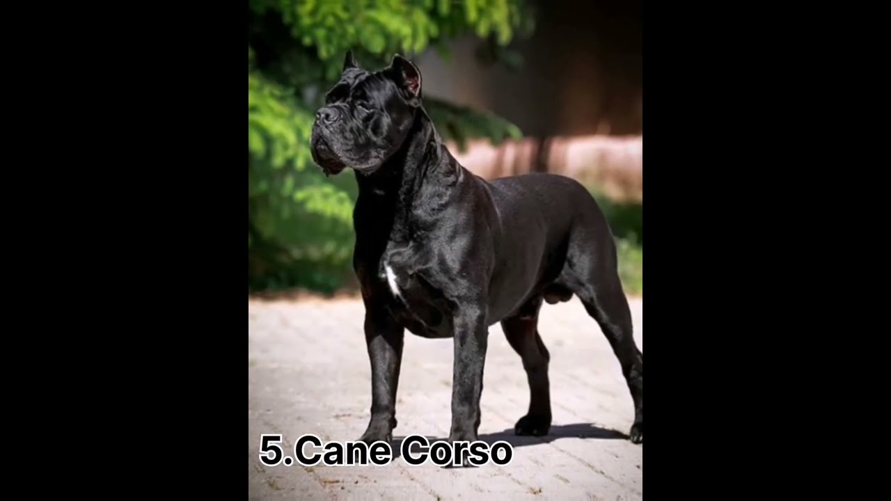 Top 10 Most Dangerous Dogs YouTube Top 10 Most Dangerous Dogs YouTube