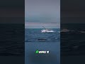 Whale's Hidden Voice: The Ocean's Ancient Secret Revealed! #shorts