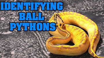 Can we ID these snakes?  Caleb and I take turns trying to ID ball pythons without a label!
