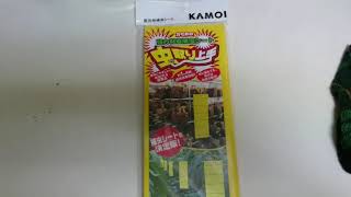 ハエ取紙を地面に置くと 吊るすより凄い It is better to put Fly paper on the ground.than hanging position.虫除け　防虫　災害対策　庭