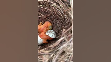 Meet our new friends 😄 Long tailed shrike chicks Day 1