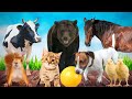 Cute little animals  kitten puppy chick cow squirrel bear  animals