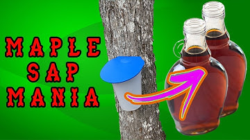 Maple Syrup Expensive? Learn To TAP MAPLE TREES