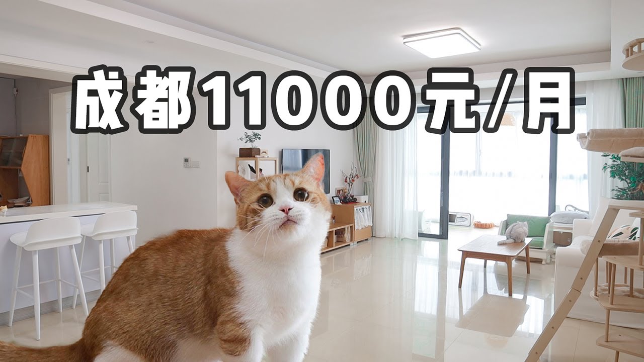 带5只猫搬入170m²大豪宅！大家觉得贵吗？｜花花与三猫 Cat Live