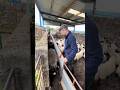 Sheep Tried to Trick the Shepherd 🥹 #shorts #shepherd