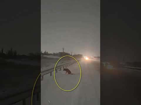 Frozen and Broken Dog Discovered on Empty Road Begins a Fight to Survive