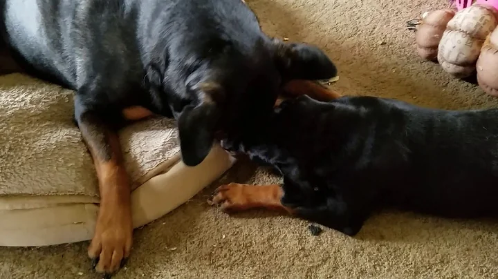 Bear eats cub