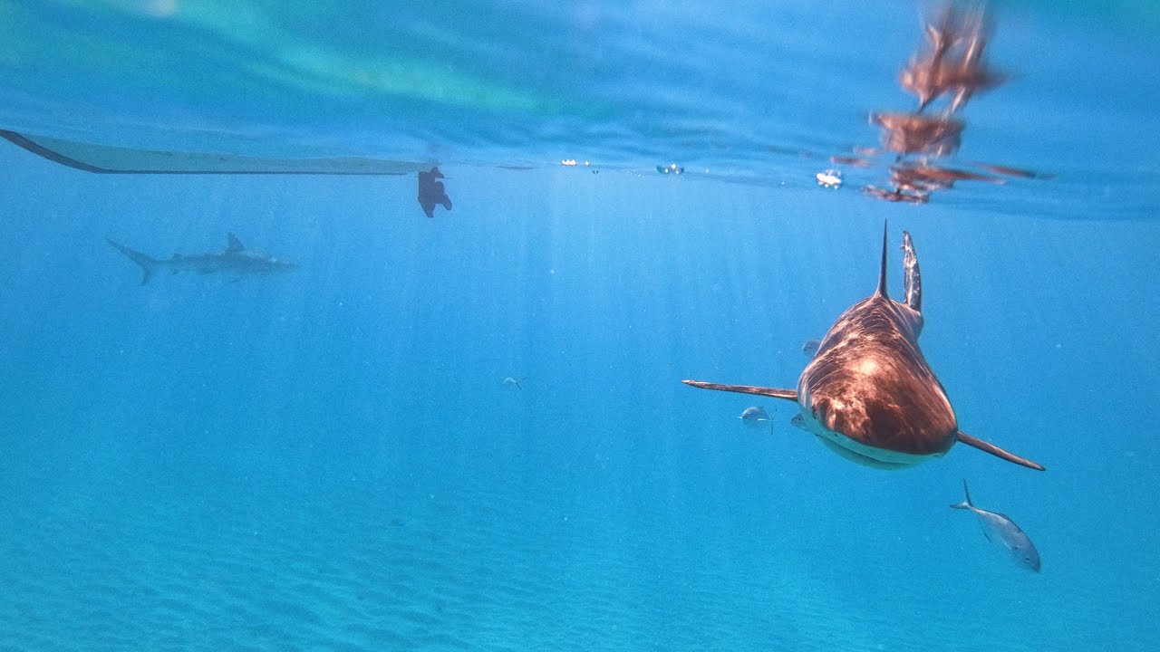 Sharks in the Bahamas! 🦈  They Were Everywhere!!!