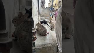 Feeding stray cats and kittens 🐈‍⬛ 🐈 🐱