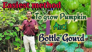 Three easiest tips to get maximum number of fruits in Bottle gourd and Pumpkin plants
Bottle gourd and pumpkin growing are the best and easiest method
#bottle_gourd #Pumpkin #Growing_method Three easiest tips to get maximum number of fruits in Bottle gourd and Pumpkin plants