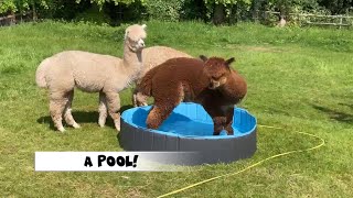 The Amigos get a pool!