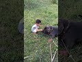 # cute baby😘😘😘 # dog # viral song # shararat