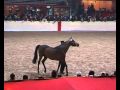   fidelio du donjon stallion sf