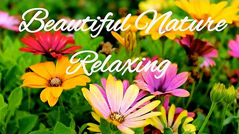 Beautiful Relaxing Music, Vol. 1 ~ Light Piano, Guitar & Flute Music with Birds Singing |Relaxing