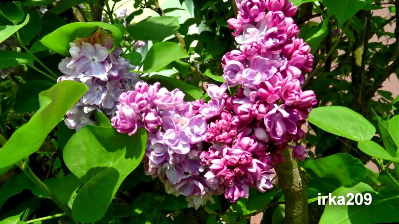 Walc kwiatów  Piotra Czajkowskiego (Waltz of the Flowers )