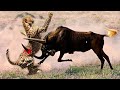 Bad Ending For Cheetah When Hunting Crazy Buffalo ►Battle of the Wild Elephant, Giraffe, Rhino ...