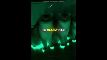 This man made light-up shoes for his cats💡🐈 #shorts