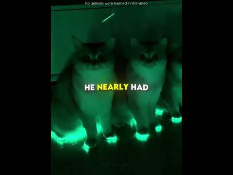 This man made light-up shoes for his cats💡🐈 #shorts