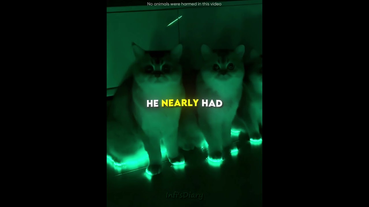 This man made light-up shoes for his cats💡🐈 