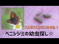 【昆虫観察】寒空の下、ベニシジミの幼虫を探したらこんなところにいた Searching for Lycaenid Larvae!!