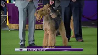 2017 Westminster Dog Show Airedales by 1Throwrock 8,438 views 7 years ago 26 minutes